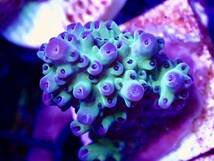 激レア個体【IF ultra grade acropora blueberry Nasuta】オーストラリア産サンゴ_画像2