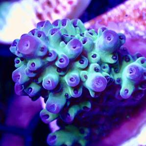 激レア個体【IF ultra grade acropora blueberry Nasuta】オーストラリア産サンゴの画像2