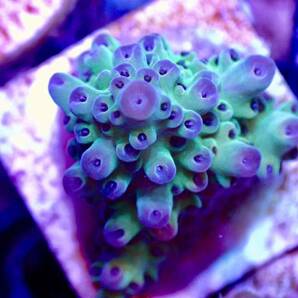 激レア個体【IF ultra grade acropora blueberry Nasuta】オーストラリア産サンゴの画像1