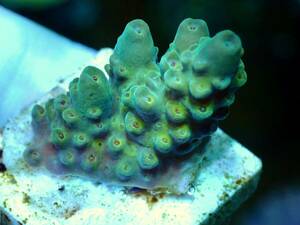 100 jpy start [IF ultra gread acropora Fuego yellow-green ] Australia production green isi