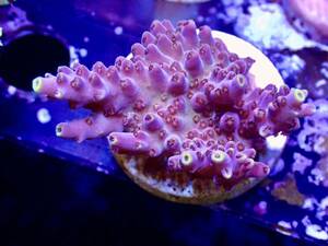 GW sale RY bleed individual [ultra grade acropora Elkhorn] Australia production coral 