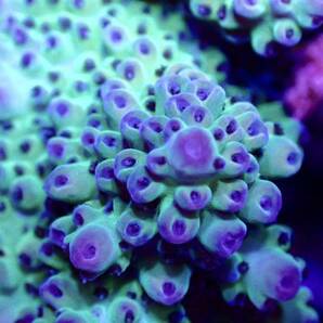 GW セール 激レア個体【IF ultra grade acropora blueberry Nasuta】オーストラリア産サンゴの画像2