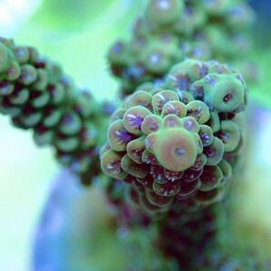 GW セール 超激レア ネームド個体【UCA Dragon Fruits】色揚げ個体 ドラゴンフルーツ オーストラリア産サンゴの画像1