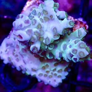 GW セール 超激レアネームド個体 出品ラスト【CDU master grade acropora Homewrecker】オーストラリア産サンゴの画像1