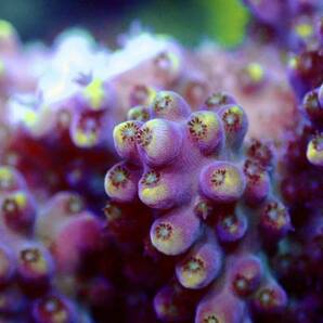 GWセール RYブリード個体【ultra grade acropora Elkhorn】オーストラリア産サンゴの画像3