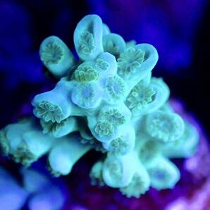 GW セール 激レア個体【IF ultra grade acropora Selago blue】オーストラリア産サンゴの画像2