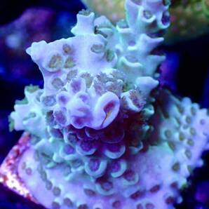 GW セール 超激レアネームド個体 出品ラスト【CDU master grade acropora Homewrecker】オーストラリア産サンゴの画像4