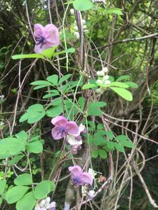 妖精の様な花あけびアケビ抜き苗2株