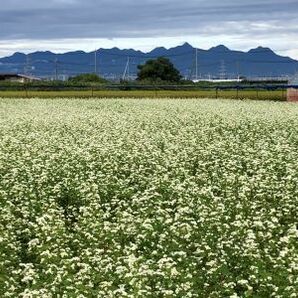 そば粉 石臼挽き 無農薬 天日乾燥 令和5年秋収穫の画像2