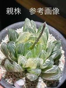 多肉植物　ハオルチア　新オブツーサ錦　小苗2苗+おまけおばけ2苗(゜o゜;