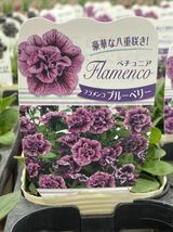 【1円即決】ガーデニング　花苗　ペチュニア　３鉢セット【フラメンコ　ブルーベリー】_画像1