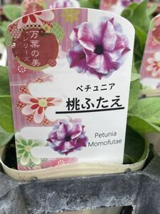 【1円即決】ガーデニング　花苗　ペチュニア　３鉢セット【万葉の美シリーズ　桃ふたえ】