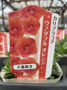 【1円即決】ガーデニング　花苗　カリブラコア　３鉢セット【ウノダブル　オレンジ】