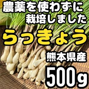 熊本県産 朝採り 新鮮らっきょう 500g 農薬を使わずに栽培しました