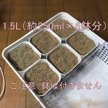 根のないリトープス・根が切られているメセン類の発根用用土1.5L！よく根付きます_画像2