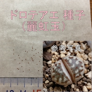 リトープス ドロテアエ 麗虹玉 種子 50粒 多肉植物 メセン タネ 種