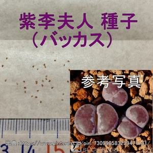 リトープス 紫李夫人 バッカス 種子 30粒 多肉植物 メセン タネ 種