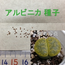 リトープス アルビニカ 種子 50粒 多肉植物 メセン タネ 種_画像1