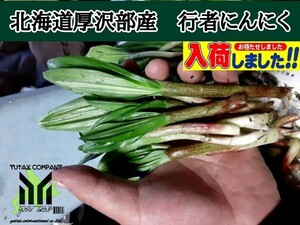 北海道産　朝採り　行者ニンニク　　　 150本　新芽　ギョウジャニンニク　アイヌネギ