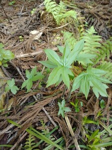 北海道産　シドケ　モミジガサ　苗　10株