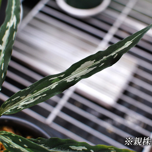 極細葉 アチェ産 Aglaonema pictum “Narrow leaf” アグラオネマピクタム 増殖株の画像5