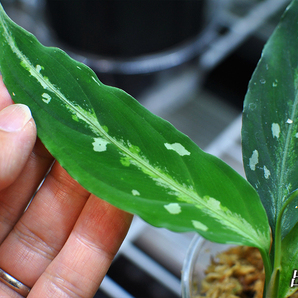 極細葉 アチェ産 Aglaonema pictum “Narrow leaf” アグラオネマピクタム 増殖株の画像8