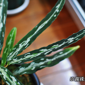 極細葉 アチェ産 Aglaonema pictum “Narrow leaf” アグラオネマピクタム 増殖株の画像6