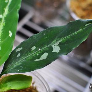 極細葉 アチェ産 Aglaonema pictum “Narrow leaf” アグラオネマピクタム 増殖株の画像9