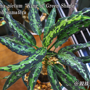 Aglaonema pictum tricolor “King of Green Shade” 個人輸入株 アグラオネマ ピクタムの画像1