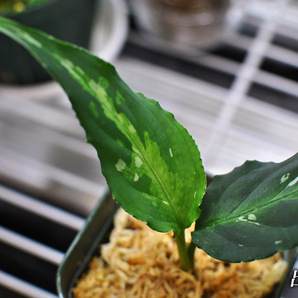 Aglaonema pictum tricolor “King of Green Shade” 個人輸入株 アグラオネマ ピクタムの画像6