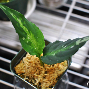 Aglaonema pictum tricolor “King of Green Shade” 個人輸入株 アグラオネマ ピクタムの画像5