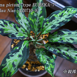 Aglaonema pictum "type EUREKA-7" from Pulau Nias 【AZ0710-9】AZ便 ネームド 増殖株 の画像1