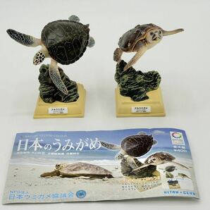 ネイチャーテクニカラー 日本のうみがめ アカウミガメ アオウミガメ 奇譚クラブ キタンクラブ いきもん KOW 日本ウミガメ協議会の画像2