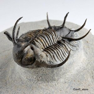 *** fossil Mitsuha insect *** high quality! Ceratarges koumalii *