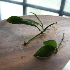ホヤ ラクノーサ 発根苗 ２本 ハイドロカルチャーにも Hoya lacunosa 香りのよい花が咲きます サクララン 送料￥110の画像4