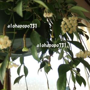 ホヤ ラクノーサ 発根苗 ２本 ハイドロカルチャーにも Hoya lacunosa 香りのよい花が咲きます サクララン 送料￥110の画像7