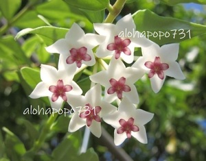 ホヤ　ベラ　アルボマルギナータ　バリエガータ　斑入り　ポットのまま発送　Hoya　bella　albomarginata　variegata　sevenstar