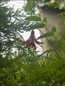 Lilium canadense リリウム・カナデンセ　北米の原種ユリ