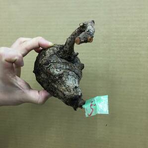 5 ベアルート株オペルクリカリア パキプス Operculicarya Pachypus【状態下下】*標本の画像3