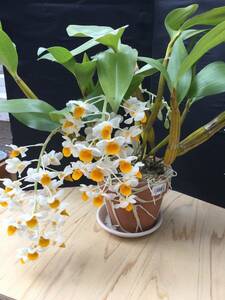 Den.thyrsiflorum デンドロビューム　シルシフロラム