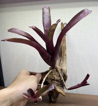 2株セット！ネオレゲリア コルク仕立て　流木仕立てBillbergia ビルベルギア Neoregelia これ、かっこイイぜ！熱帯植物 着生植物 珍奇植物_画像5