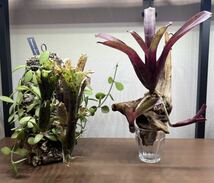 2株セット！ネオレゲリア コルク仕立て　流木仕立てBillbergia ビルベルギア Neoregelia これ、かっこイイぜ！熱帯植物 着生植物 珍奇植物_画像2