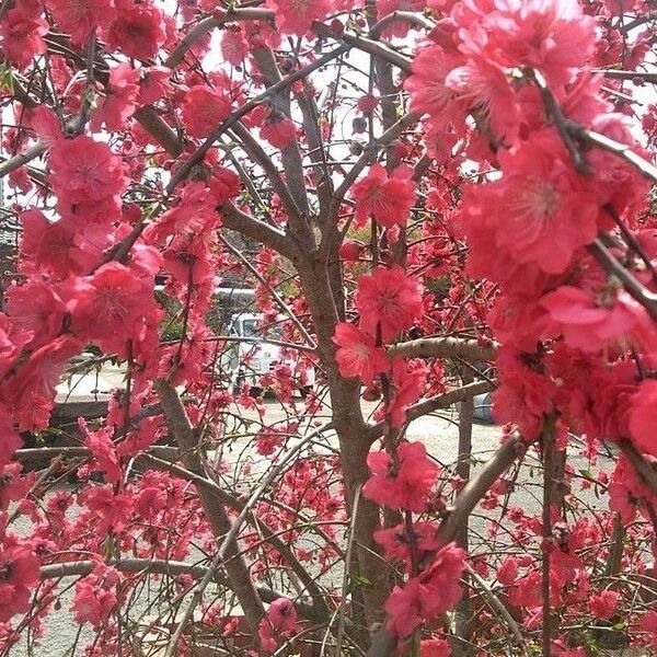 枝垂れ花桃の赤の苗木2株