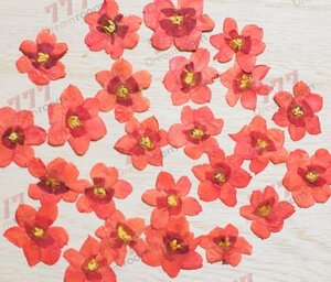  бесплатная доставка * подлинный товар засушенный цветок материалы ручная работа материалы для цветочной композиции DR105R засушенный цветок нарцисс. цветок красный 