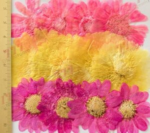  free shipping * genuine article pressed flower material hand made material for flower arrangement gold . Mix 24 wheel 