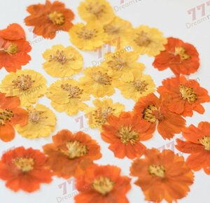 送料無料☆本物 押し花素材 ハンドメイド 花材 コスモスミックス