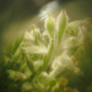 Drosera ordensis Very wide leaf 無菌播種株 子苗1~2株 ※説明欄要チェック フラスコ苗 食虫植物 モウセンゴケ ドロセラの画像7