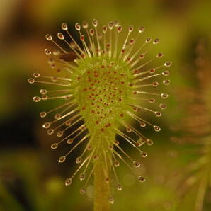 Drosera oblanceolata [True, Hong Kong] 無菌播種株 たくさん！入1鉢 食虫植物 モウセンゴケ ドロセラの画像7