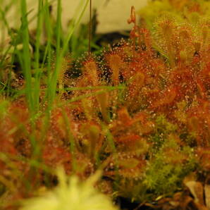 Drosera oblanceolata [True, Hong Kong] 無菌播種株 たくさん！入1鉢 食虫植物 モウセンゴケ ドロセラの画像3