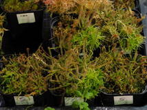 Drosera graminifolia ヤフオク系統 無菌播種株 子株たくさん！入1鉢 食虫植物 モウセンゴケ ドロセラ_画像3